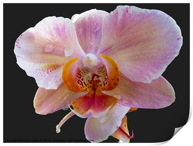 1879-beauty orchid Print by elvira ladocki