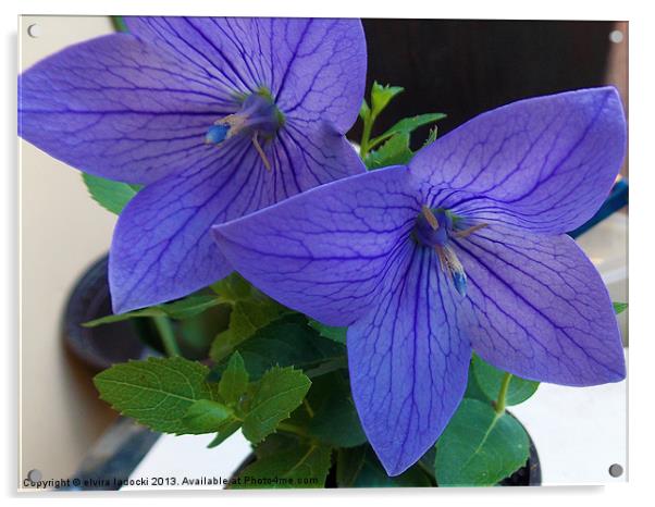 1881-blue flowers Acrylic by elvira ladocki