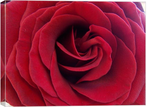 1882-red rose Canvas Print by elvira ladocki