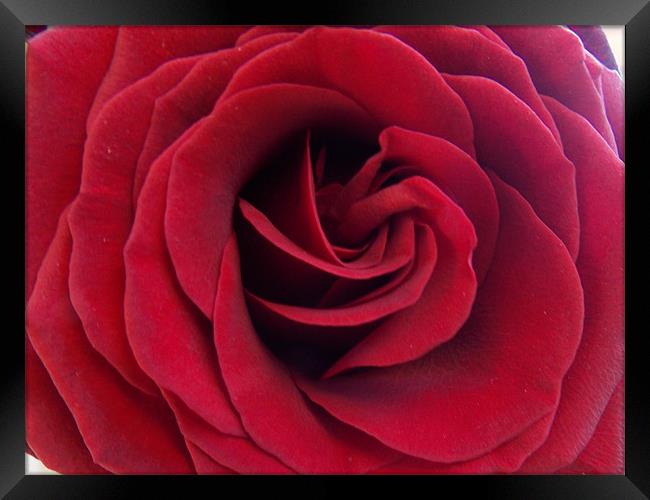 1882-red rose Framed Print by elvira ladocki