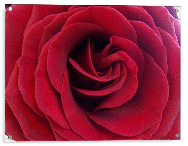1882-red rose Acrylic by elvira ladocki