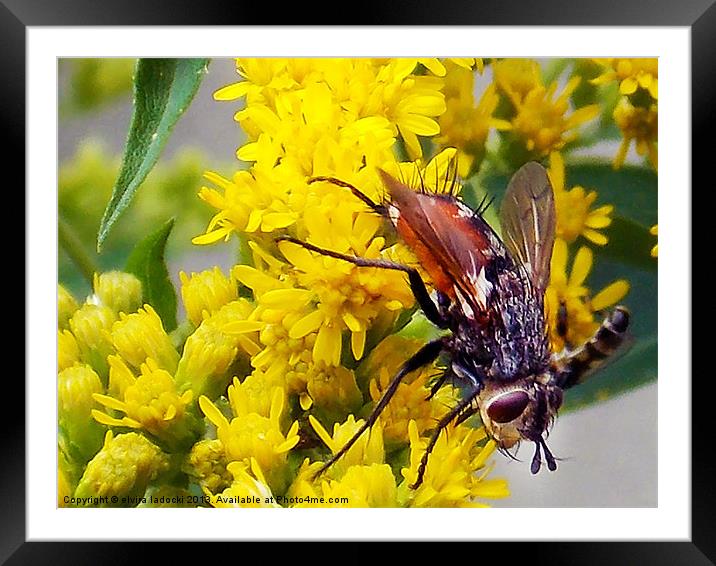 insect on the flowers Framed Mounted Print by elvira ladocki