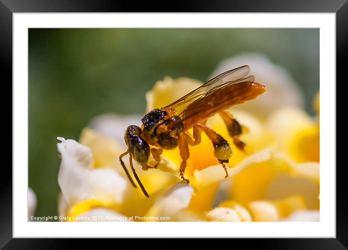 tiny translucent bee Framed Mounted Print by Craig Lapsley