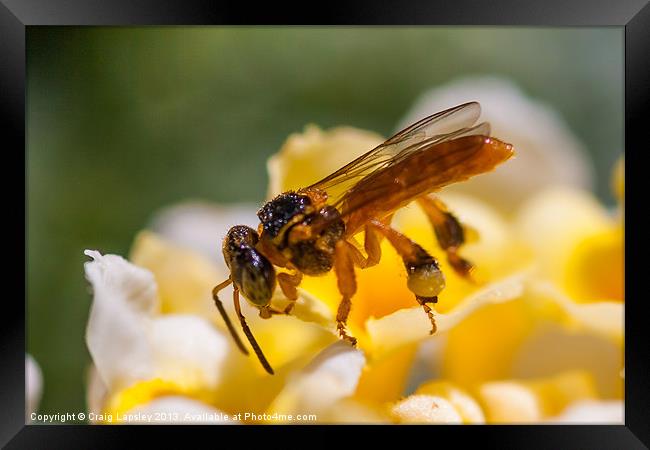tiny translucent bee Framed Print by Craig Lapsley