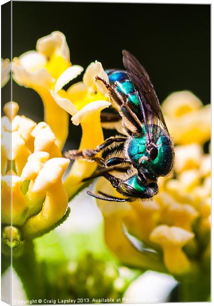 blue green bee Canvas Print by Craig Lapsley