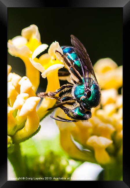 blue green bee Framed Print by Craig Lapsley