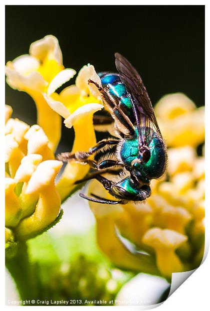 blue green bee Print by Craig Lapsley