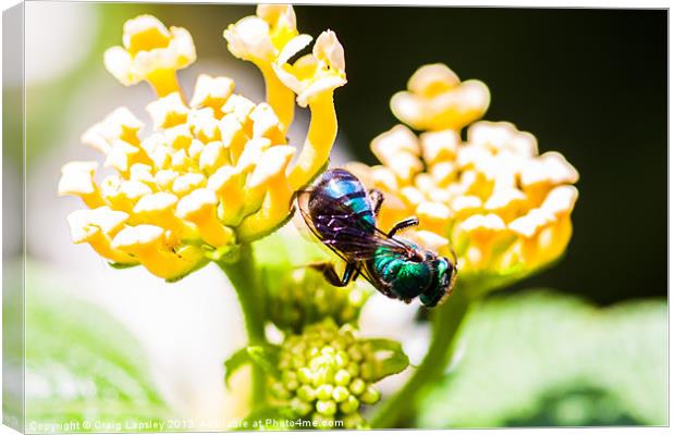green and blue bee Canvas Print by Craig Lapsley