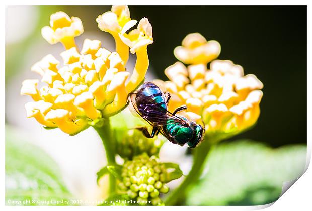 green and blue bee Print by Craig Lapsley