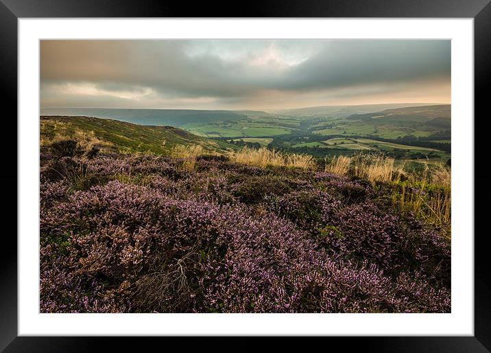 Purple Heather overlooking Bilsdale Framed Mounted Print by Phil Tinkler