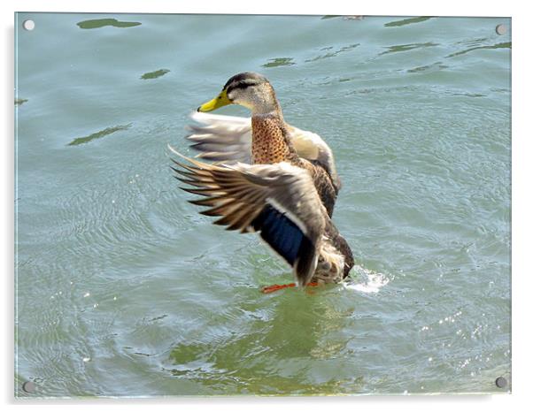 flying duck Acrylic by karen abraham