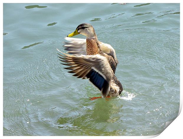 flying duck Print by karen abraham