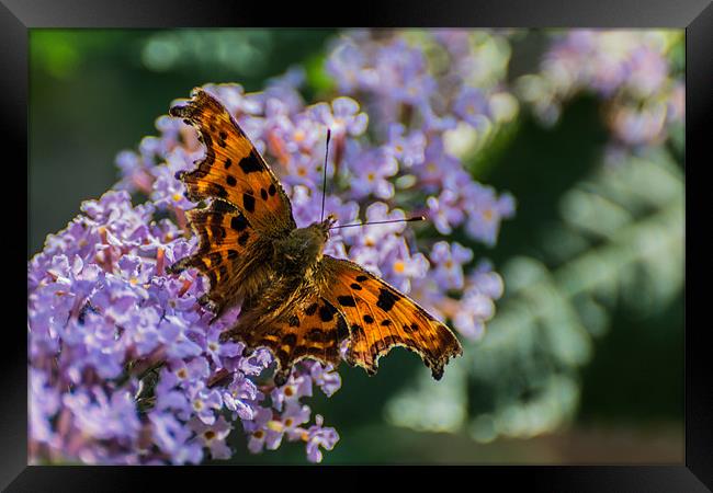 Comma Butterfly Framed Print by Phil Tinkler