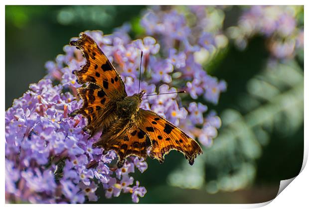 Comma Butterfly Print by Phil Tinkler