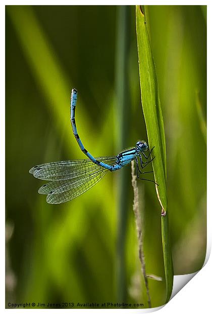 Common Blue Damselfly Print by Jim Jones