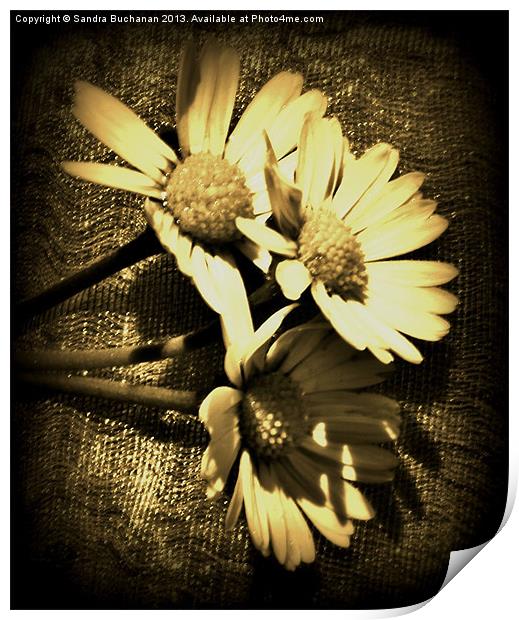 3 Little Daisies Print by Sandra Buchanan