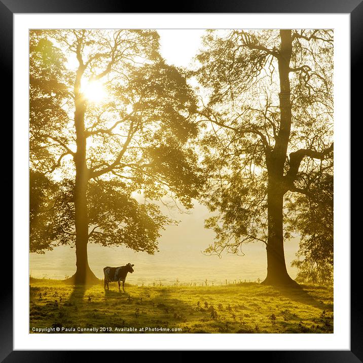 Mist at Sunrise Framed Mounted Print by Paula Connelly