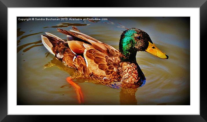 Swimming Duck Framed Mounted Print by Sandra Buchanan