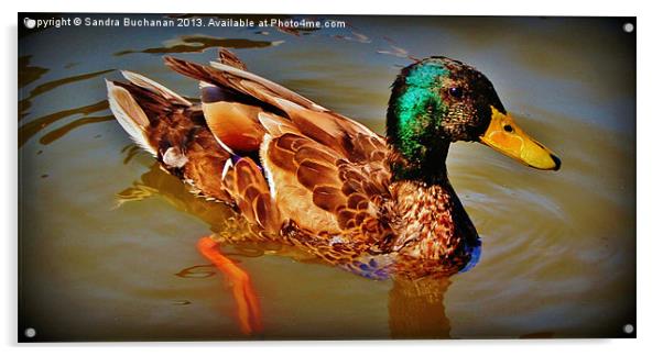 Swimming Duck Acrylic by Sandra Buchanan