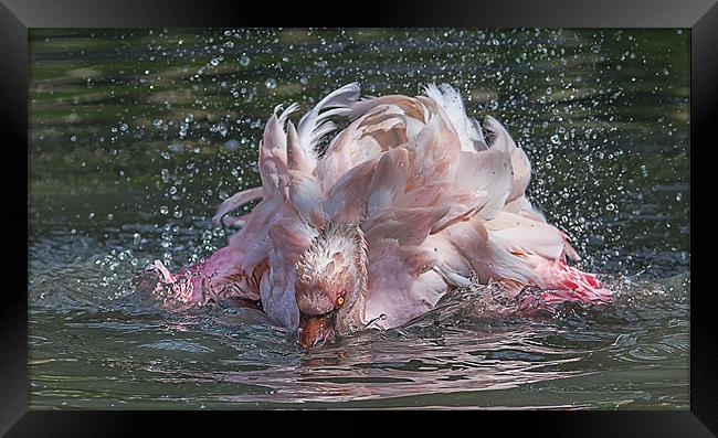 Bathing Flamingo Framed Print by Roger Byng