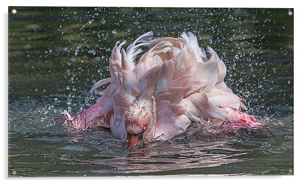 Bathing Flamingo Acrylic by Roger Byng