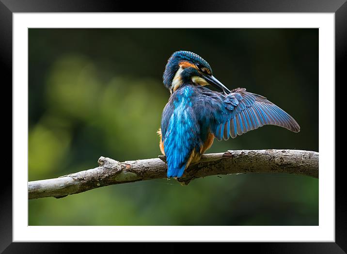 Kingfisher Preening Framed Mounted Print by Roger Byng