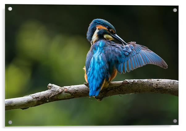 Kingfisher Preening Acrylic by Roger Byng