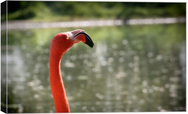 Pink Flamingo with the sun in the face Canvas Print by mike fendt