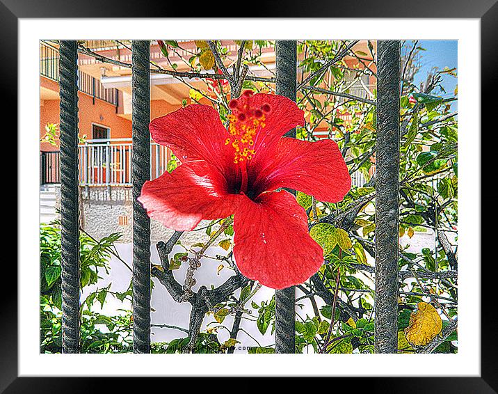Red Hibiscus Framed Mounted Print by Jacqui Kilcoyne