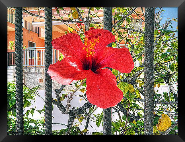 Red Hibiscus Framed Print by Jacqui Kilcoyne