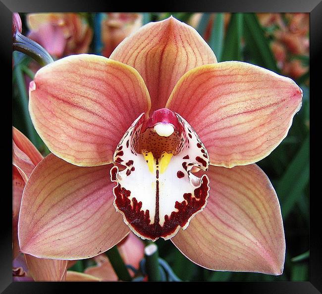 Cymbidium orchid Framed Print by Ruth Hallam