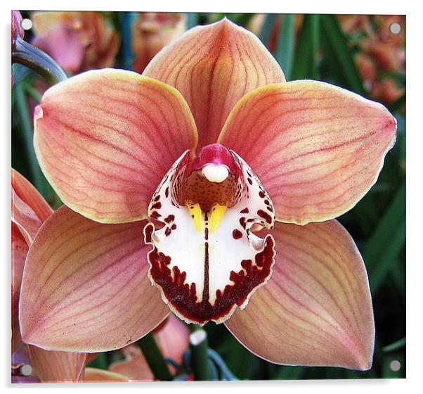 Cymbidium orchid Acrylic by Ruth Hallam