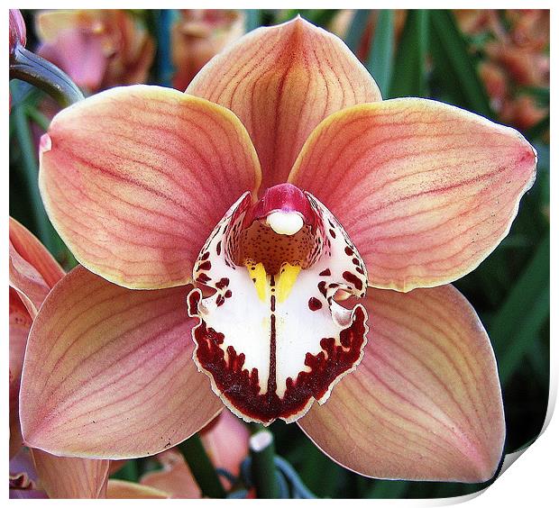 Cymbidium orchid Print by Ruth Hallam