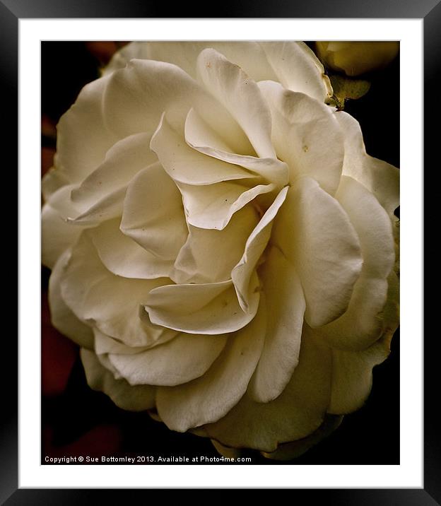 Side of a white rose Framed Mounted Print by Sue Bottomley