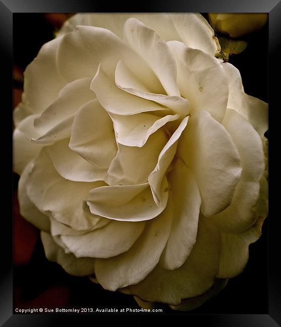 Side of a white rose Framed Print by Sue Bottomley