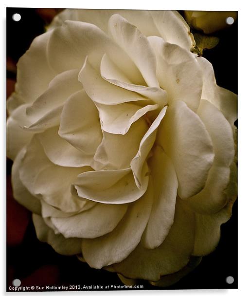 Side of a white rose Acrylic by Sue Bottomley
