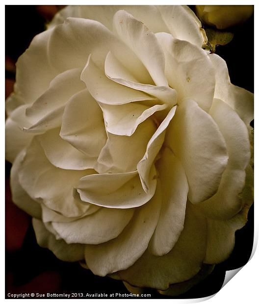 Side of a white rose Print by Sue Bottomley