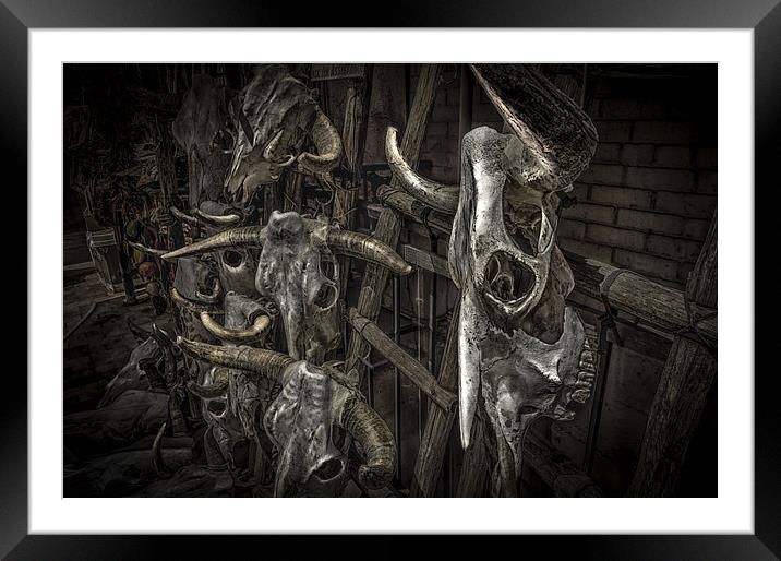 Cattle skulls on display in store, Santa Fe Framed Mounted Print by Gareth Burge Photography