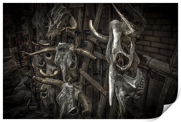 Cattle skulls on display in store, Santa Fe Print by Gareth Burge Photography