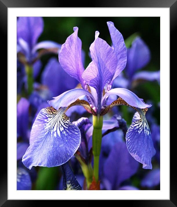Purple iris Framed Mounted Print by Ruth Hallam