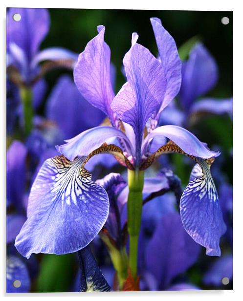 Purple iris Acrylic by Ruth Hallam