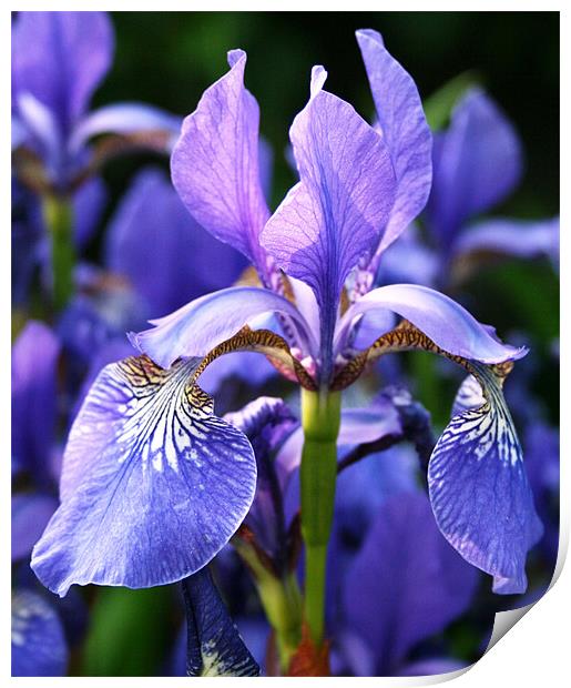 Purple iris Print by Ruth Hallam