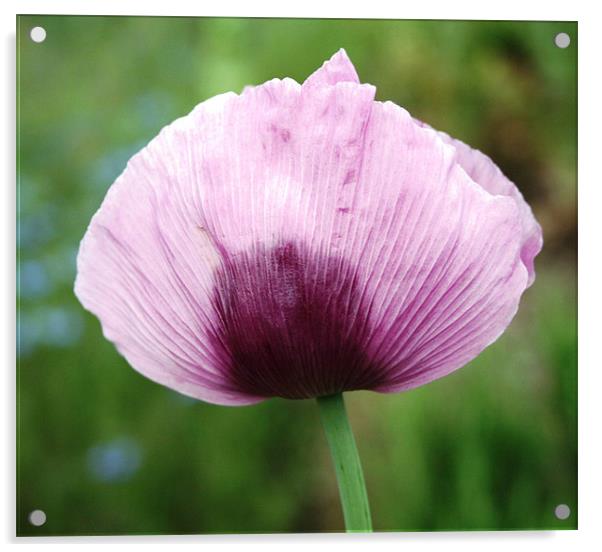 Lilac flower Acrylic by Ruth Hallam