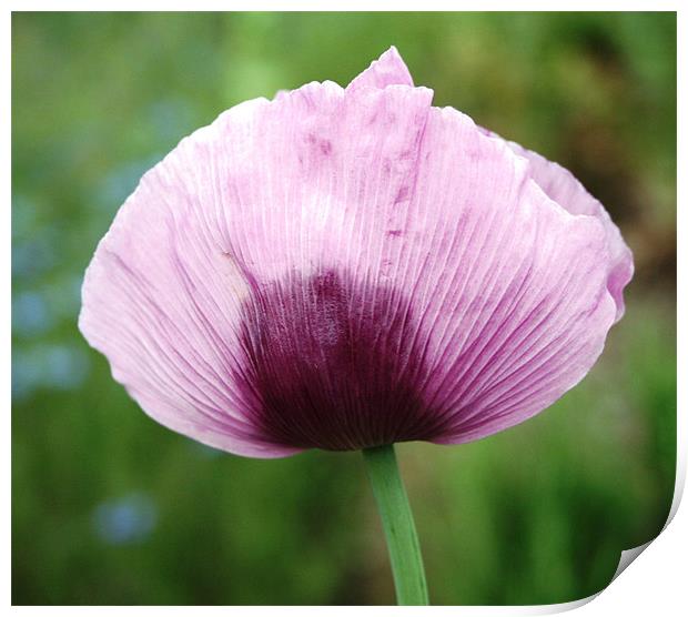 Lilac flower Print by Ruth Hallam