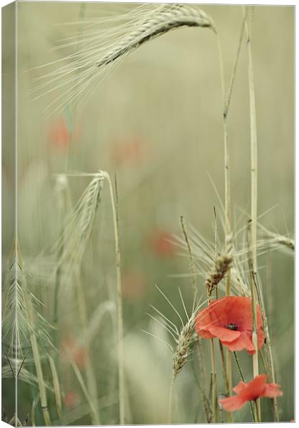 Poppies and wheat ears Canvas Print by Jean Gill