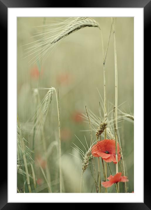 Poppies and wheat ears Framed Mounted Print by Jean Gill