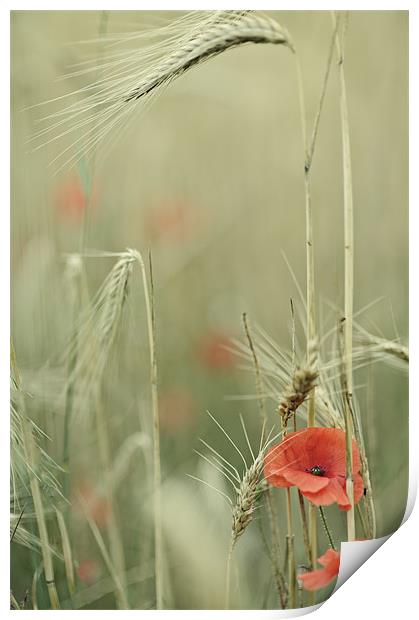 Poppies and wheat ears Print by Jean Gill