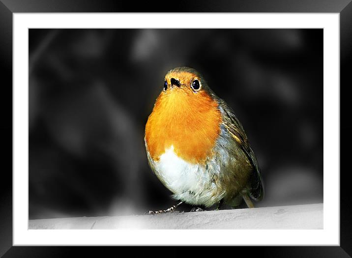 Robin Red Breast Framed Mounted Print by Louise Godwin