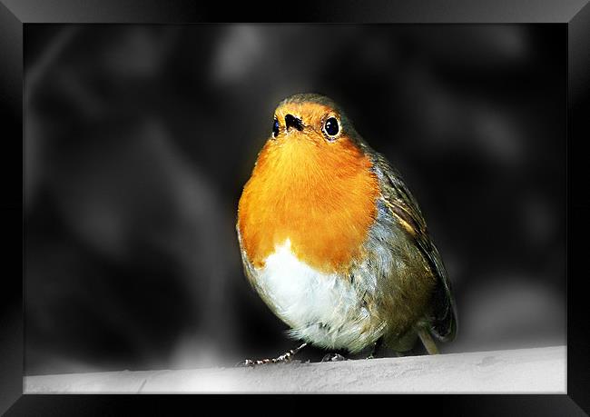 Robin Red Breast Framed Print by Louise Godwin