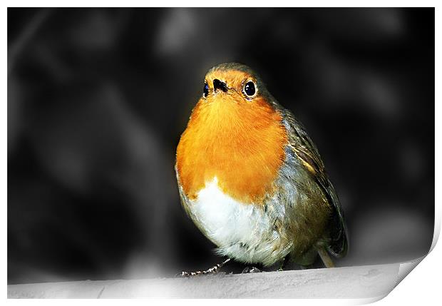 Robin Red Breast Print by Louise Godwin